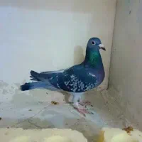 کبوتر پلاکی|پرنده|شیراز, کاراندیش|دیوار