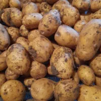 سیب زمینی، بذر،خوراکی|خدمات باغبانی و درختکاری|داران, |دیوار