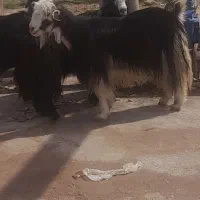 3 عدد بز