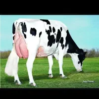 کارگر ساده دامداری