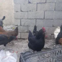 مرغ لاری،گلین ،محلی خروس