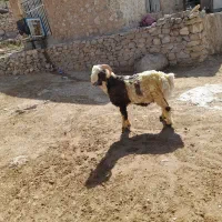 بره قوچ