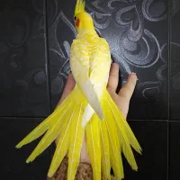 جفت مولد زعفرونی