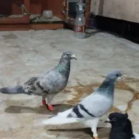 کفتر سرور نر مست قیمت مفت