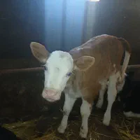 گاو شیری با گوساله سیمنتال قرمز