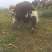 بره قوچ پلنگی