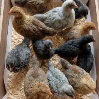 جوجه محلی دوماهه