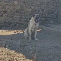 سرابی 6ماهه