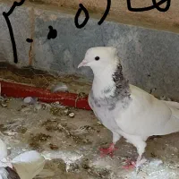 کبوتر|پرنده|سنندج, |دیوار