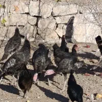 حیوانات|حیوانات مزرعه|سبزوار, امیریه|دیوار