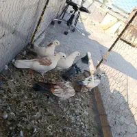 شش عدد پرنده ناب|پرنده|تهران, بهارستان|دیوار
