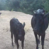 گاو با گوساله