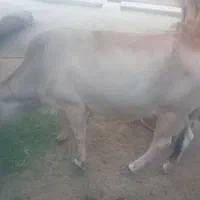 گاو ماده سالم و آبستن|حیوانات مزرعه|بیکاه, |دیوار