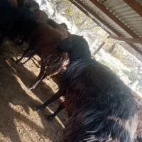 قوچ دامازلیخ|حیوانات مزرعه|بناب, |دیوار