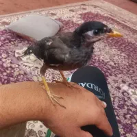 مرغ مینا ۱ماهه