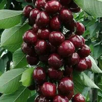 آلبالو مجاری