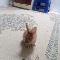 خرگوش|موش و خرگوش|مریوان, |دیوار