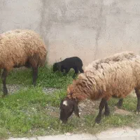 میش جوان|حیوانات مزرعه|دشتابی, |دیوار