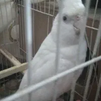 یک جفت عروس هلندی