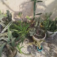 گل طبیعی|گل و گیاه طبیعی|رشت, فرزانه|دیوار