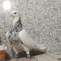 کبوتر طوقی الماسی