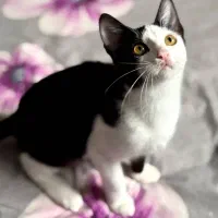 واگذاری بچه گربه|گربه|بندر انزلی, تهران|دیوار