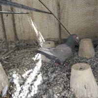 کبوتر پلاکی