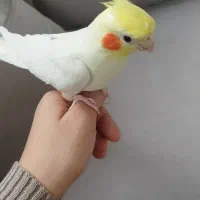 عروس هلندی نر لوتینو دستی