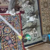 واکذاری بچه گربه