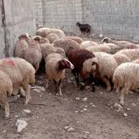 شک داشتی