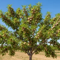 نــهــال بــادام نون پاریل وارداتی فرصت محدود