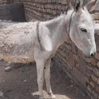 الاغ نر گلگی