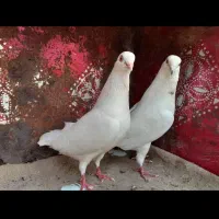 کبوتر پرشی دهنجور واقعی ۱۰ ساعته باضمانت|پرنده|رشت, گیل|دیوار