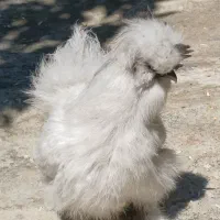 خروس تزیئنی