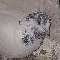 کفتر معاوضه با ماده