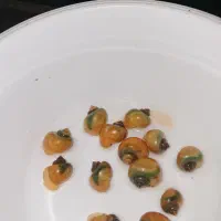 حلزون سیب و ماهی جنگجو