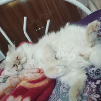 گربه پرشین 11ماه لوازم کامل قیمت 10 نر|گربه|آستارا, |دیوار