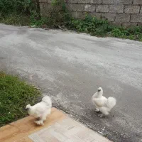 مرغ ابریشمی ومحلی