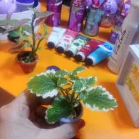 گیاه مینیاتوری 40