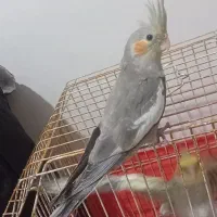 عروس هلندی ۲ ماهه تازه دونخور  دستی قیمت پیشنهادی