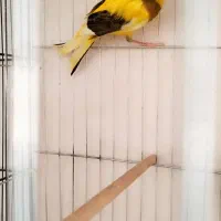 قناری نر قناری ماده سهره