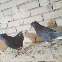 جفت دم سفید|پرنده|رامشیر, |دیوار