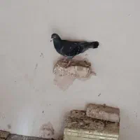 کفترپلاکی|پرنده|یزد, |دیوار