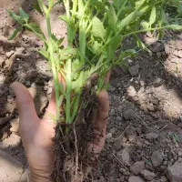 نشا گوجه‌