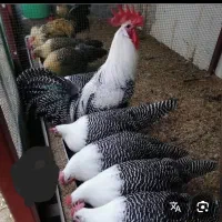 فروش جوجه مرغ و خروس از نژاد بلژیکی