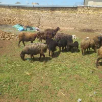 14راس شیشک ومیش فشندقرمزبره دار