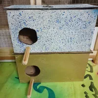 لانه مرغ عشق و فنچ