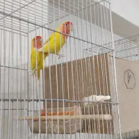 کوتوله مولد