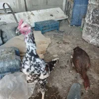 مرغ خروس نصل دار|حیوانات مزرعه|سیب و سوران, |دیوار