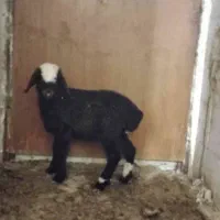 میش،بره شیری ،ماده ترکی،بختیاری دهنو زرنگ کهره ماد